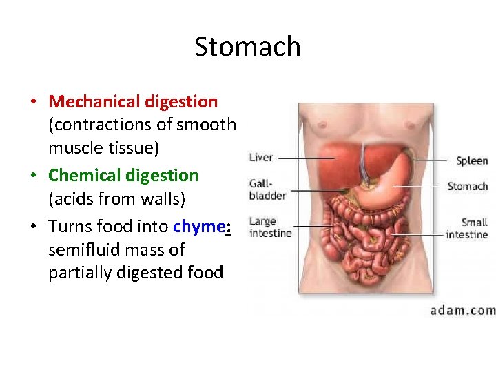 Stomach • Mechanical digestion (contractions of smooth muscle tissue) • Chemical digestion (acids from