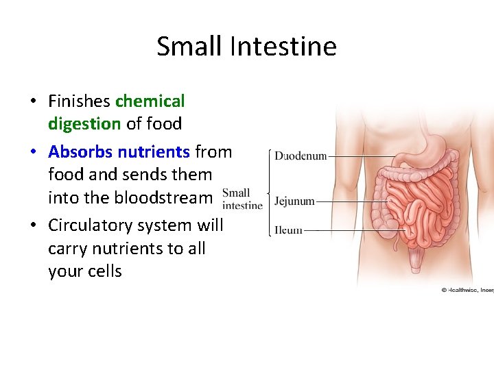 Small Intestine • Finishes chemical digestion of food • Absorbs nutrients from food and
