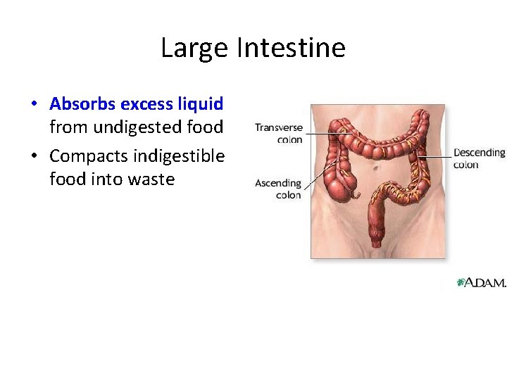 Large Intestine • Absorbs excess liquid from undigested food • Compacts indigestible food into