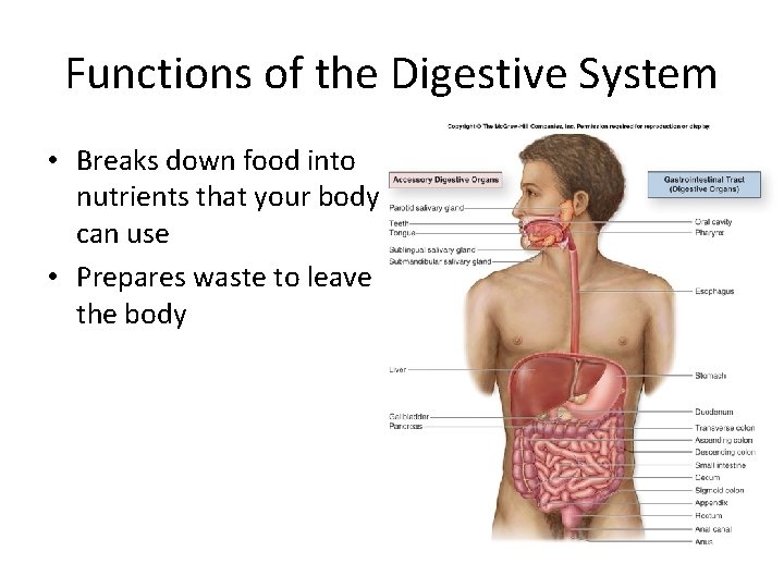 Functions of the Digestive System • Breaks down food into nutrients that your body