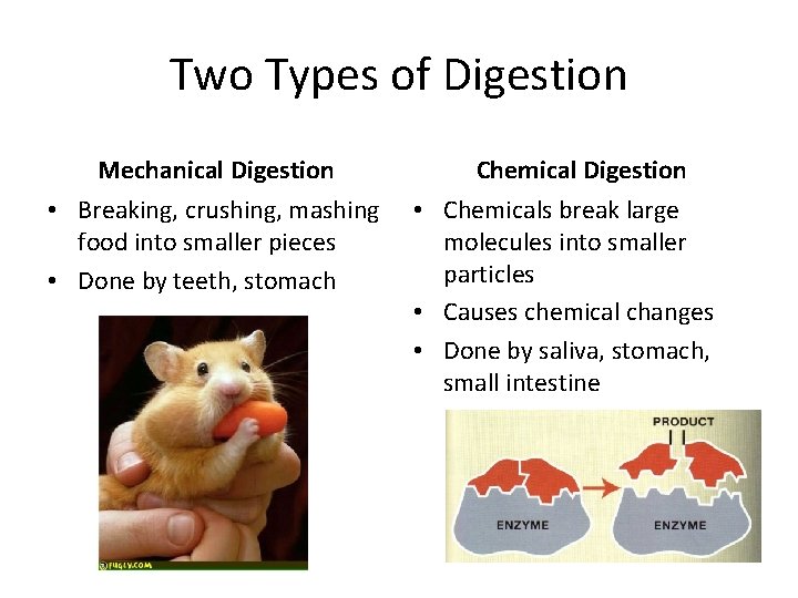 Two Types of Digestion Mechanical Digestion • Breaking, crushing, mashing food into smaller pieces