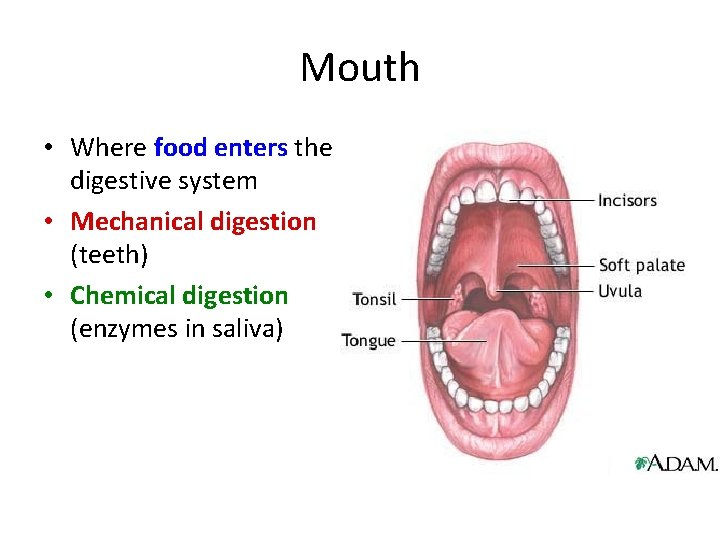 Mouth • Where food enters the digestive system • Mechanical digestion (teeth) • Chemical