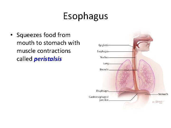 Esophagus • Squeezes food from mouth to stomach with muscle contractions called peristalsis 
