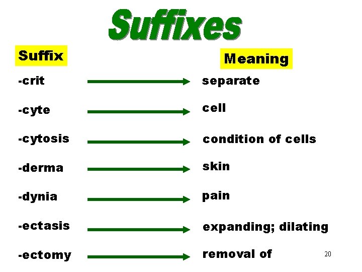 Suffixes (crit–ectomy) Meaning -crit separate -cyte cell -cytosis condition of cells -derma skin -dynia