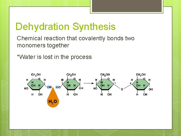 Dehydration Synthesis Chemical reaction that covalently bonds two monomers together *Water is lost in