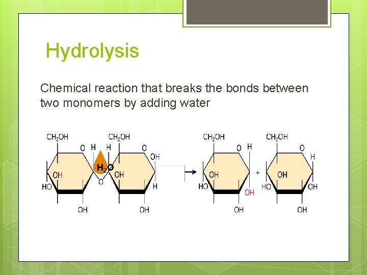 Hydrolysis Chemical reaction that breaks the bonds between two monomers by adding water H