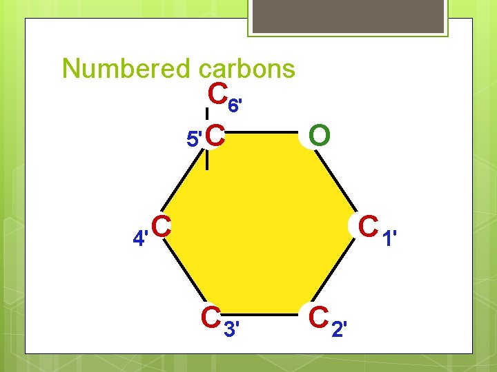 Numbered carbons C 6' 5'C O C 4' C 1' C 3' C 2'