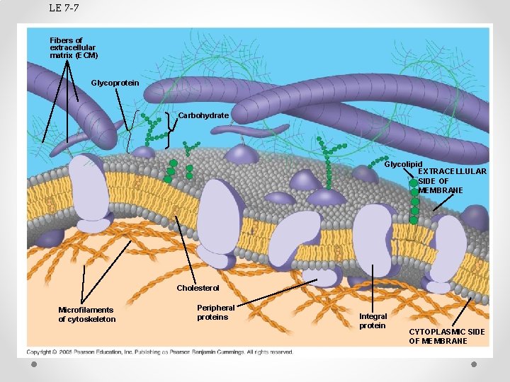LE 7 -7 Fibers of extracellular matrix (ECM) Glycoprotein Carbohydrate Glycolipid EXTRACELLULAR SIDE OF