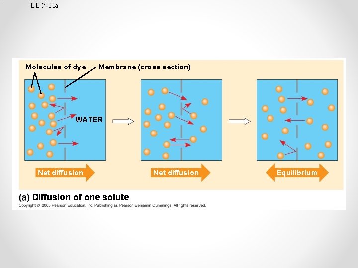 LE 7 -11 a Molecules of dye Membrane (cross section) WATER Net diffusion Diffusion