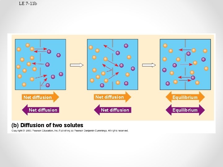 LE 7 -11 b Net diffusion Diffusion of two solutes Net diffusion Equilibrium 