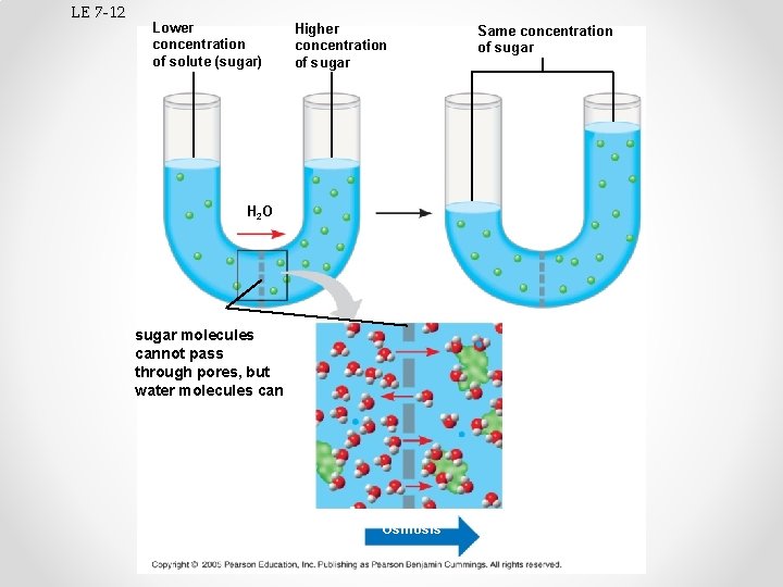 LE 7 -12 Lower concentration of solute (sugar) Higher concentration of sugar H 2