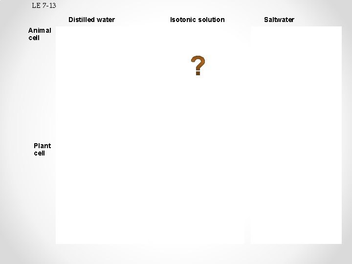 LE 7 -13 Isotonic solution Distilled water Saltwater Animal cell H 2 O Shriveled