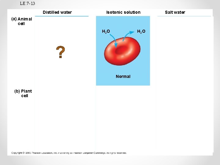 LE 7 -13 Isotonic solution Distilled water Salt water Animal cell H 2 O