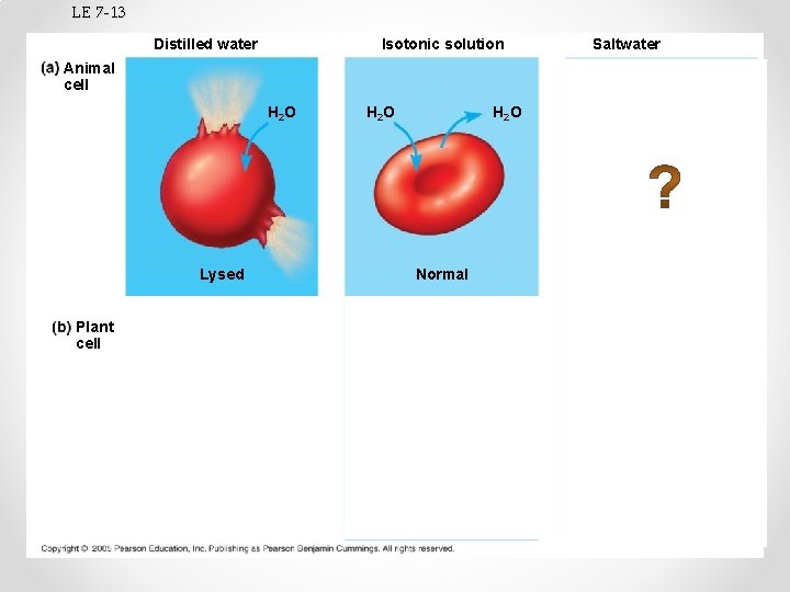 LE 7 -13 Isotonic solution Distilled water Saltwater Animal cell H 2 O Turgid