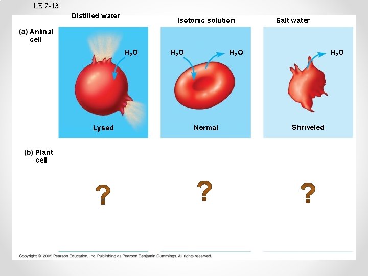 LE 7 -13 Distilled water Isotonic solution Salt water Animal cell H 2 O