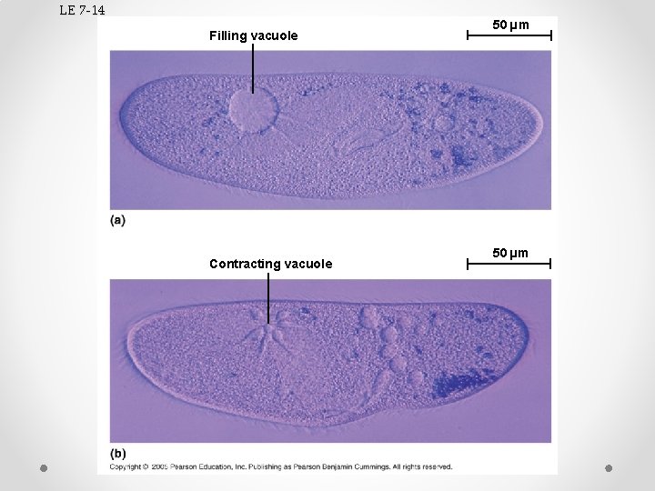 LE 7 -14 Filling vacuole Contracting vacuole 50 µm 