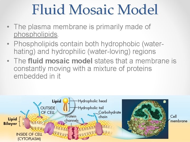 Fluid Mosaic Model • The plasma membrane is primarily made of phospholipids. • Phospholipids