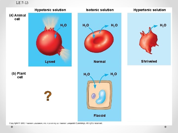 LE 7 -13 Hypotonic solution Isotonic solution Hypertonic solution Animal cell H 2 O