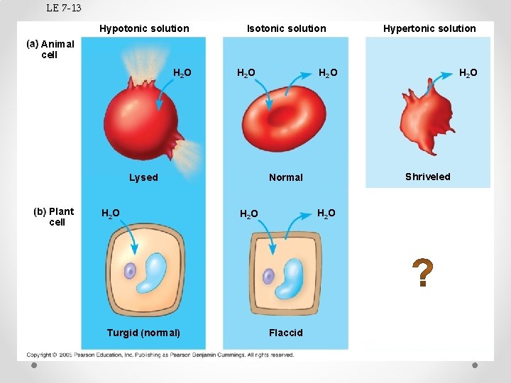 LE 7 -13 Hypotonic solution Isotonic solution Hypertonic solution Animal cell H 2 O