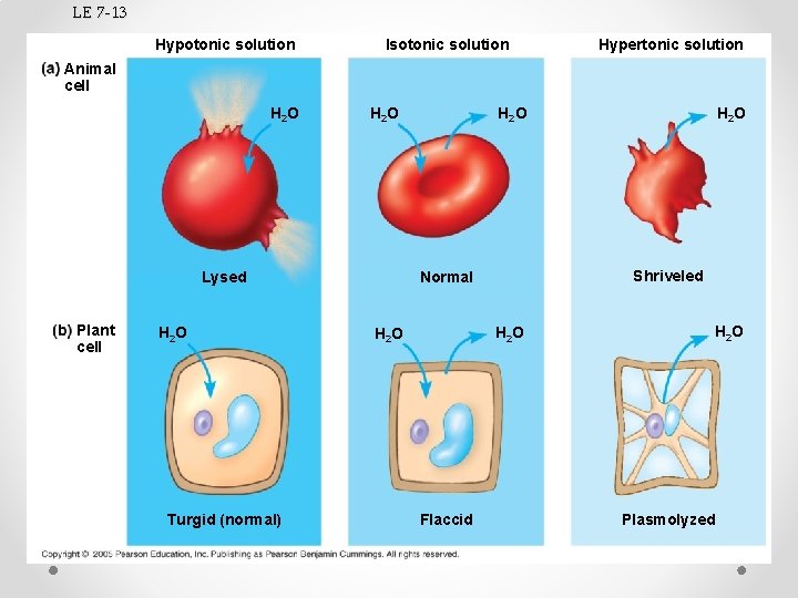 LE 7 -13 Hypotonic solution Isotonic solution Hypertonic solution Animal cell H 2 O