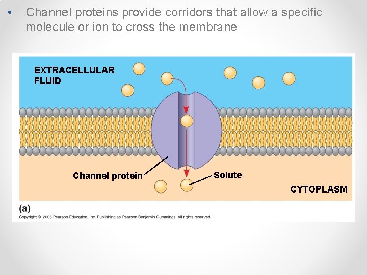  • Channel proteins provide corridors that allow a specific molecule or ion to