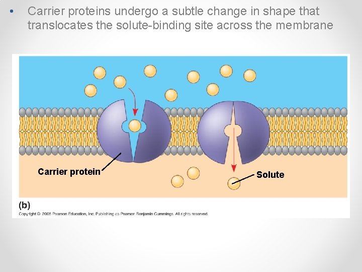  • Carrier proteins undergo a subtle change in shape that translocates the solute-binding