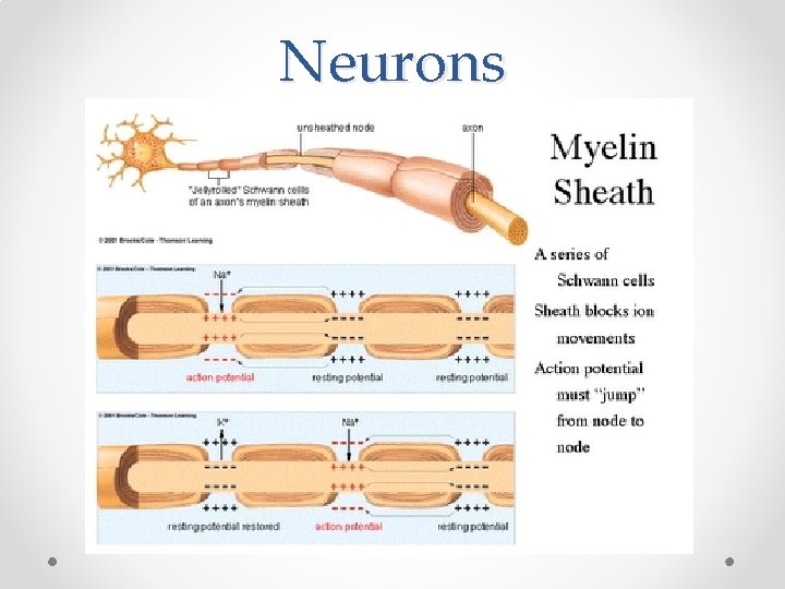 Neurons 