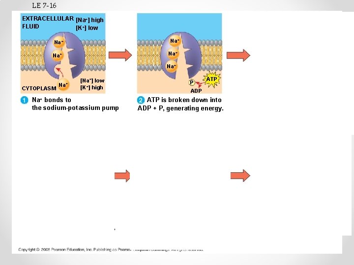LE 7 -16 EXTRACELLULAR [Na+] high FLUID [K+] low Na+ Na+ CYTOPLASM [Na+] low