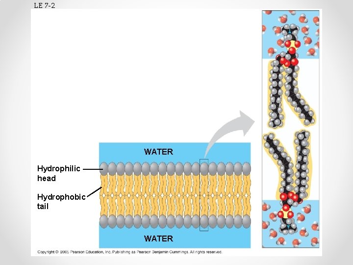 LE 7 -2 WATER Hydrophilic head Hydrophobic tail WATER 