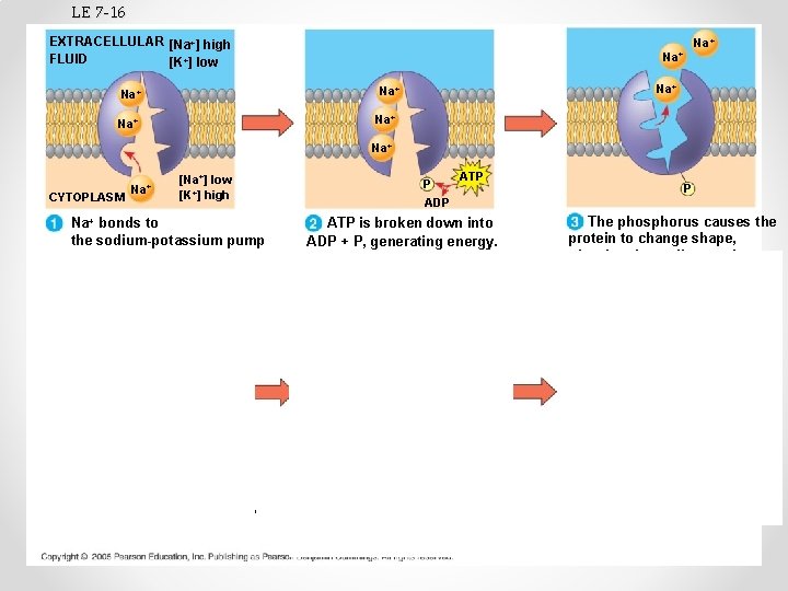 LE 7 -16 EXTRACELLULAR [Na+] high FLUID [K+] low Na+ Na+ CYTOPLASM [Na+] low