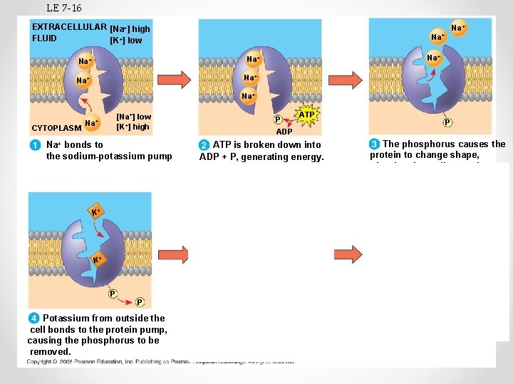 LE 7 -16 EXTRACELLULAR [Na+] high FLUID [K+] low Na+ Na+ CYTOPLASM [Na+] low