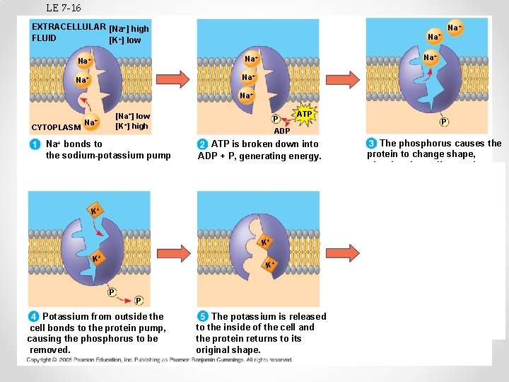 LE 7 -16 EXTRACELLULAR [Na+] high FLUID [K+] low Na+ Na+ CYTOPLASM [Na+] low