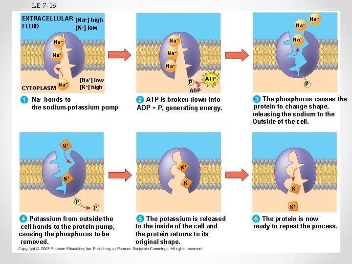 LE 7 -16 EXTRACELLULAR [Na+] high FLUID [K+] low Na+ Na+ CYTOPLASM [Na+] low