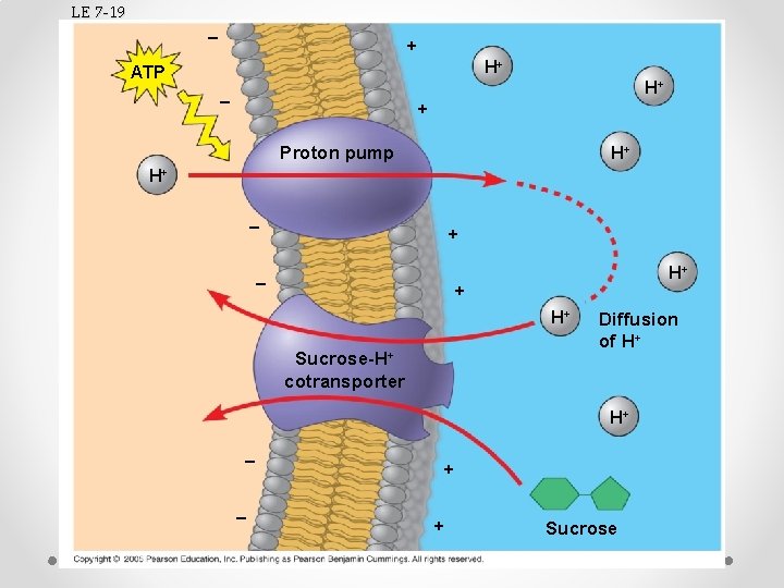 LE 7 -19 – + H+ ATP H+ – + Proton pump H+ H+