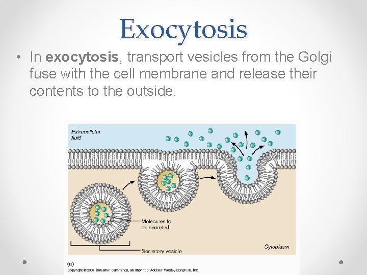 Exocytosis • In exocytosis, transport vesicles from the Golgi fuse with the cell membrane