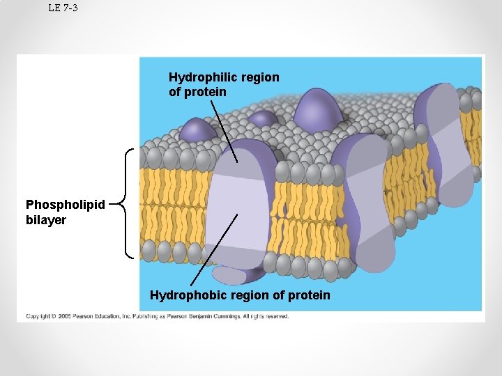 LE 7 -3 Hydrophilic region of protein Phospholipid bilayer Hydrophobic region of protein 
