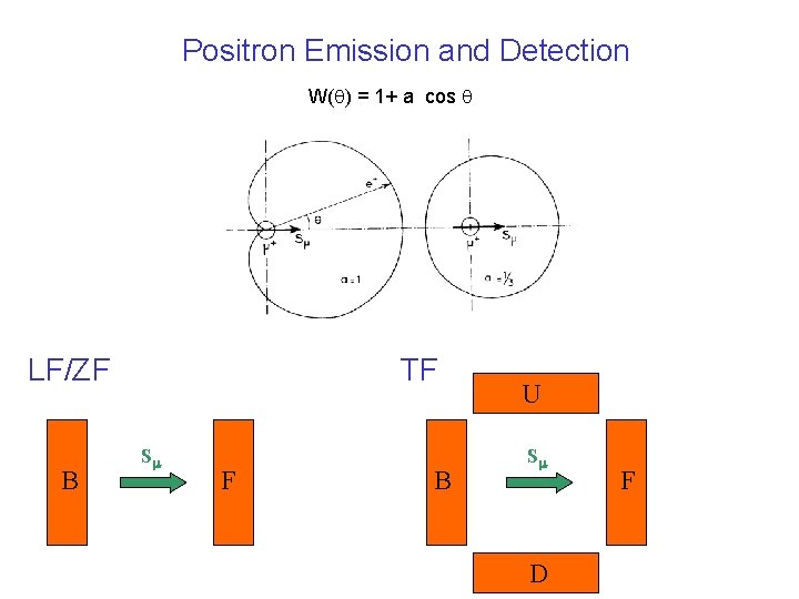 Positron Emission and Detection W(q) = 1+ a cos q LF/ZF B TF Sm