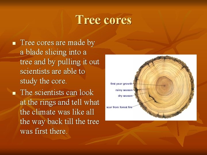 Tree cores n n Tree cores are made by a blade slicing into a