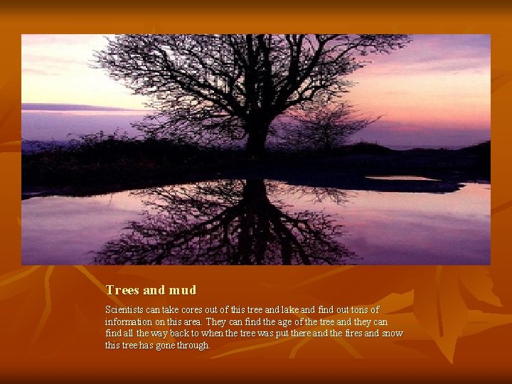 Trees and mud Scientists can take cores out of this tree and lake and