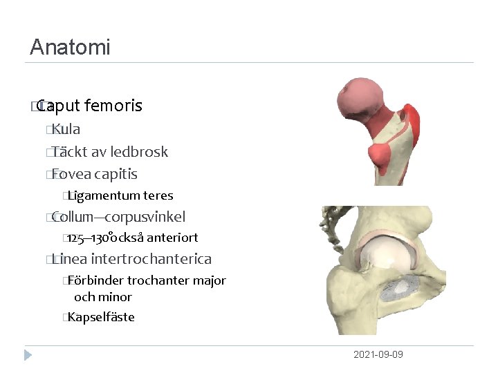 Anatomi � Caput � femoris �Kula � �Täckt � av ledbrosk �Fovea � capitis