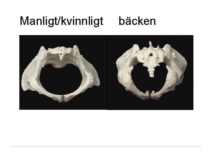 Manligt/kvinnligt bäcken 