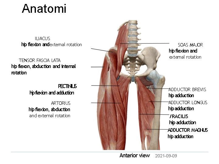 Anatomi ILIACUS hip flexion andexternal rotation SOAS MAJOR hip flexion and external rotation TENSOR