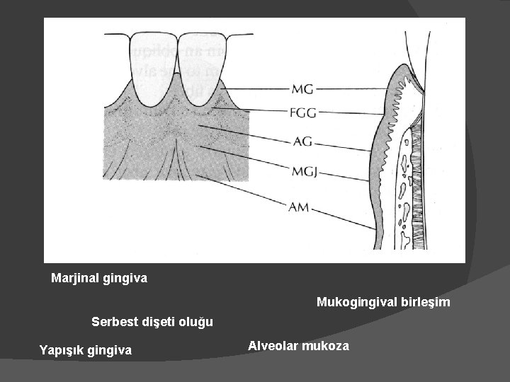 Marjinal gingiva Mukogingival birleşim Serbest dişeti oluğu Yapışık gingiva Alveolar mukoza 