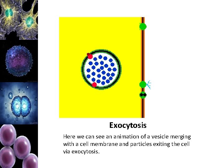 Exocytosis Here we can see an animation of a vesicle merging with a cell