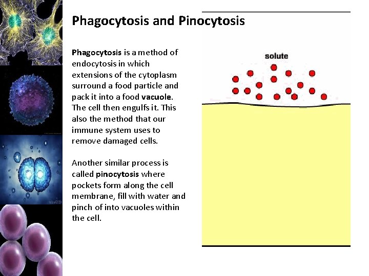 Phagocytosis and Pinocytosis Phagocytosis is a method of endocytosis in which extensions of the