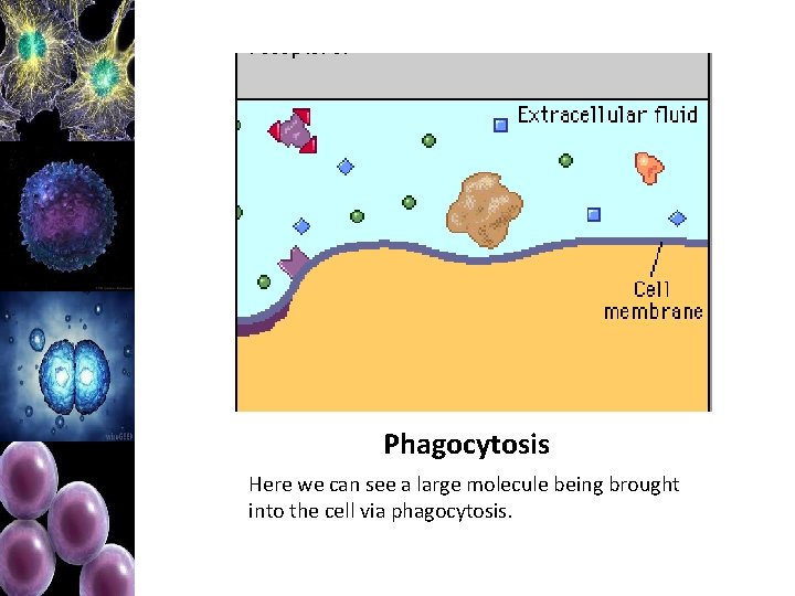 Phagocytosis Here we can see a large molecule being brought into the cell via