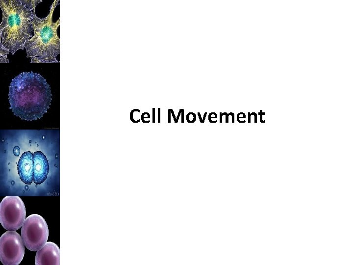 Cell Movement 