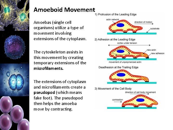 Amoeboid Movement Amoebas (single cell organisms) utilize a type of movement involving extensions of