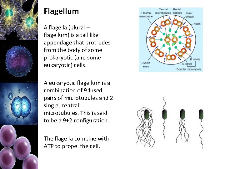 Flagellum A flagella (plural – flagellum) is a tail like appendage that protrudes from