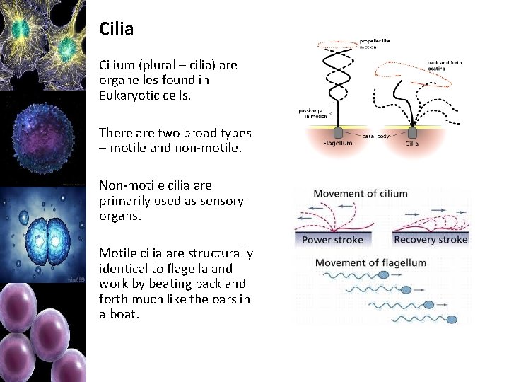 Cilia Cilium (plural – cilia) are organelles found in Eukaryotic cells. There are two